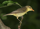 Icterine Warbler