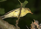 Icterine Warbler