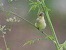 Icterine Warbler