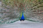 Indian Peafowl