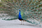 Indian Peafowl