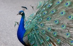 Indian Peafowl