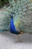 Indian Peafowl
