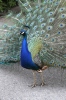 Indian Peafowl