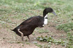 Indian Runner Duck