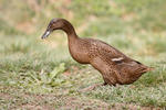 Indian Runner Duck