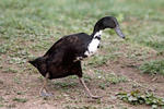 Indian Runner Duck