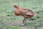 Indian Runner Duck