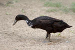 Indian Runner Duck