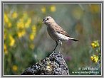 Isabeline Wheatear