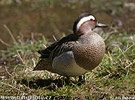 Itik Garganey