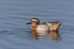 Itik Garganey