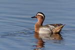 Itik Garganey