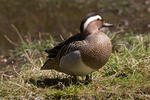 Itik Garganey