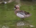 Itik Garganey