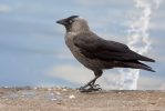 Jackdaw