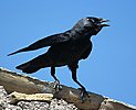 Jackdaw