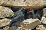 Jackdaw