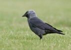 Jackdaw