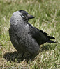 Jackdaw