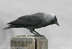 Jackdaw