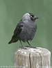 Jackdaw