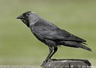 Jackdaw