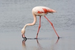 Karayip flamingosu