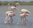 Karibų flamingas