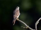 Kestrel