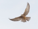 Kestrel