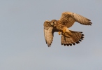 Kestrel