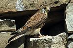 Kestrel