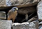 Kestrel