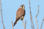 Kestrel