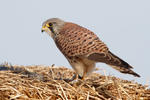 Kestrel