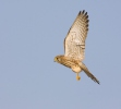 Kestrel