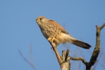 Kestrel