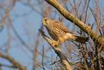 Kestrel