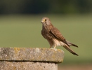 Kestrel