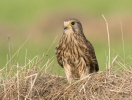 Kestrel