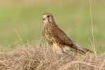 Kestrel