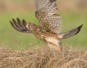 Kestrel