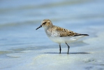 Kleine strandloper