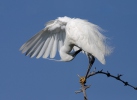 Kleine zilverreiger