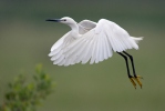 Kleine zilverreiger