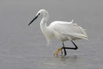 Kleine zilverreiger