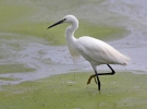 Kleine zilverreiger