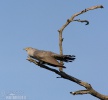 Koekoek vogel