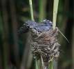 Koekoek vogel